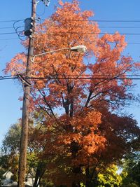 Low angle view of tree against sky during autumn