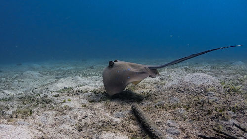 Fish swimming in sea