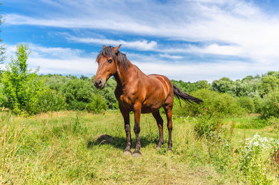 A brown-colored horse stands among the grass in a pasture under a blue sky in the clouds