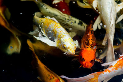 Close-up of koi fish in sea