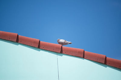 Low angle view of bird perching on metal against blue sky