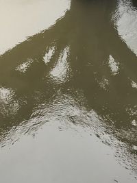 Reflection of tree in lake