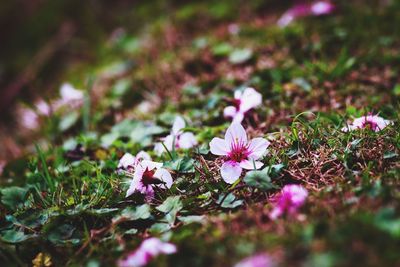 Close-up of pink flowering plant on field