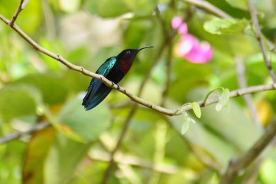 Bird perching on a branch