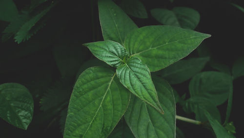 Close-up of green leaves