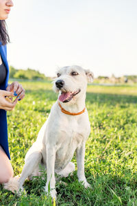 Midsection of woman with dog on grassy land against clear sky
