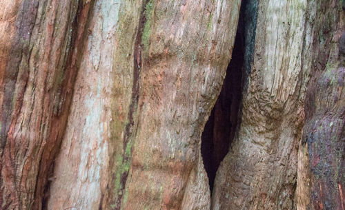Full frame shot of tree trunk