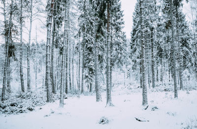 Trees in snow covered forest