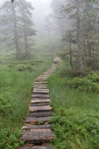 Footpath amidst trees in forest