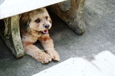 High angle portrait of dog looking at camera