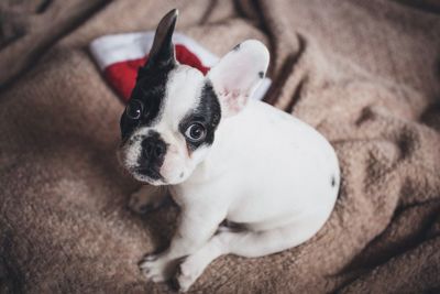 High angle portrait of a dog