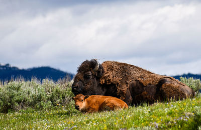Yellowstone national park bison mama and baby