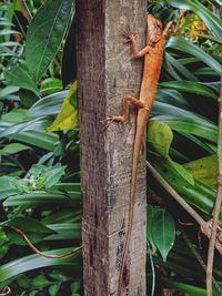 Close-up of lizard on tree trunk