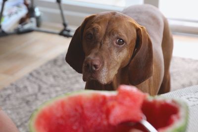 Portrait of brown labrador retriever with watermelon in foreground