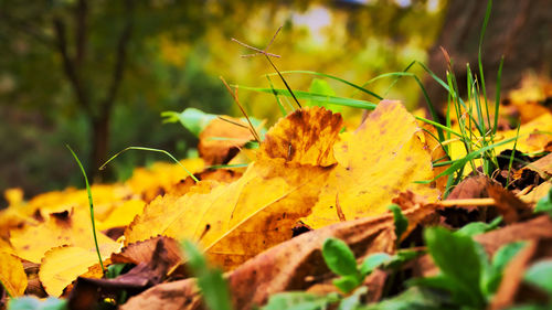 Close-up of dry leaves on field