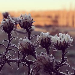 Close-up of plant against sky