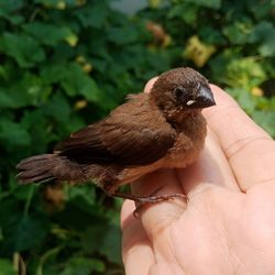 Close-up of hand holding bird