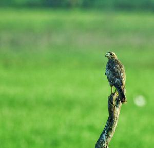 Close-up of bird perching on branch