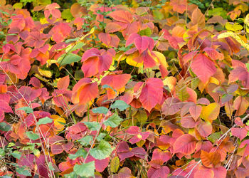Full frame shot of autumn leaves