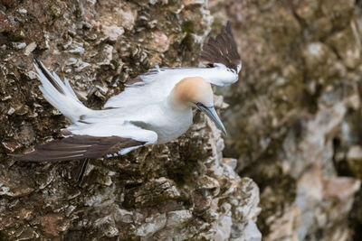 Close-up of bird flying over rock