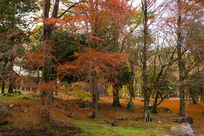 Trees in forest during autumn