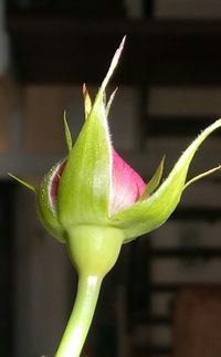 Close-up of flower against blurred background