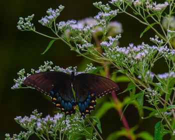 Close-up of butterfly pollinating on purple flower