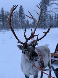 Deer on snow covered field