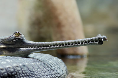 Head of indial gavial - endangered species