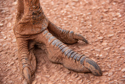 Close-up of lizard on land