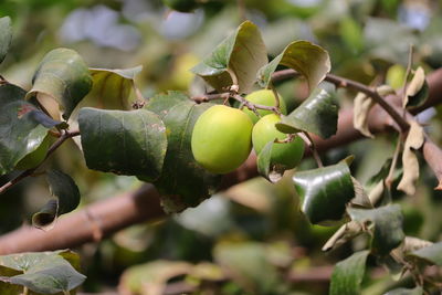 Close-up of jujube fruits growing on tree