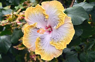 Close-up of white flower