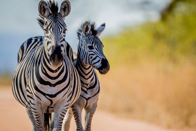 View of zebras standing side by side