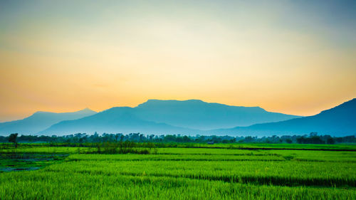 Scenic view of agricultural field against sky during sunset