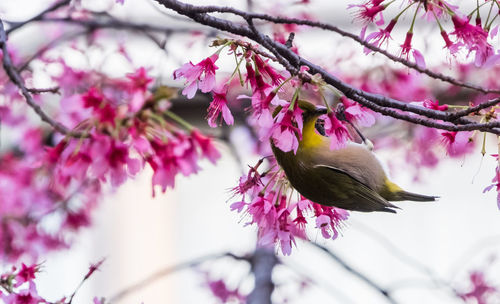 Low angle view of pink perching on tree