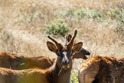 Portrait of deer on land