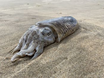 Close-up of animal lying on beach