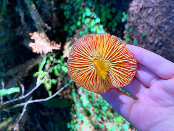 Close-up of the underside of a red and yellow mushroom