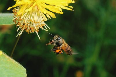 Close-up of bee pollinating on flower