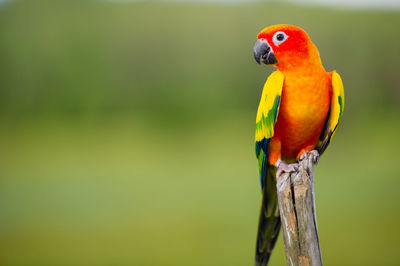 Bird perching on wooden post