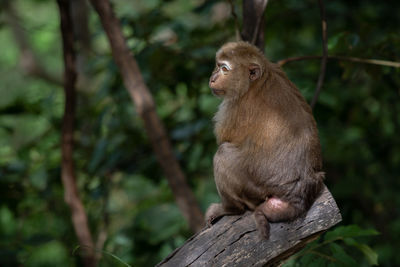 Monkey sitting on tree branch