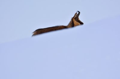 Low angle view of squirrel against blue sky