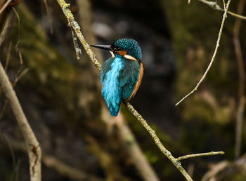 Close-up of bird perching on branch