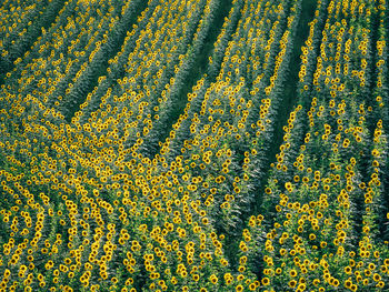 Full frame shot of sunflowers at farm