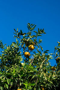 Low angle view of fruits growing on tree against blue sky