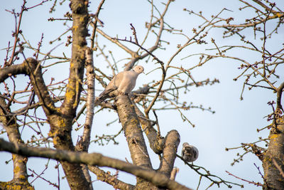 Low angle view of bird perching on tree