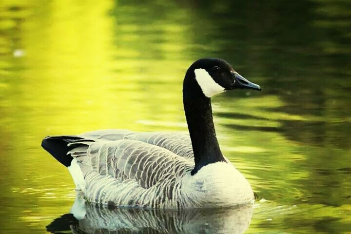 Canada geese