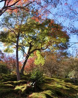 Trees growing on landscape