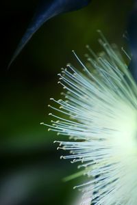 Close-up of plant