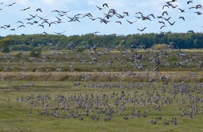 Flock of birds in the field